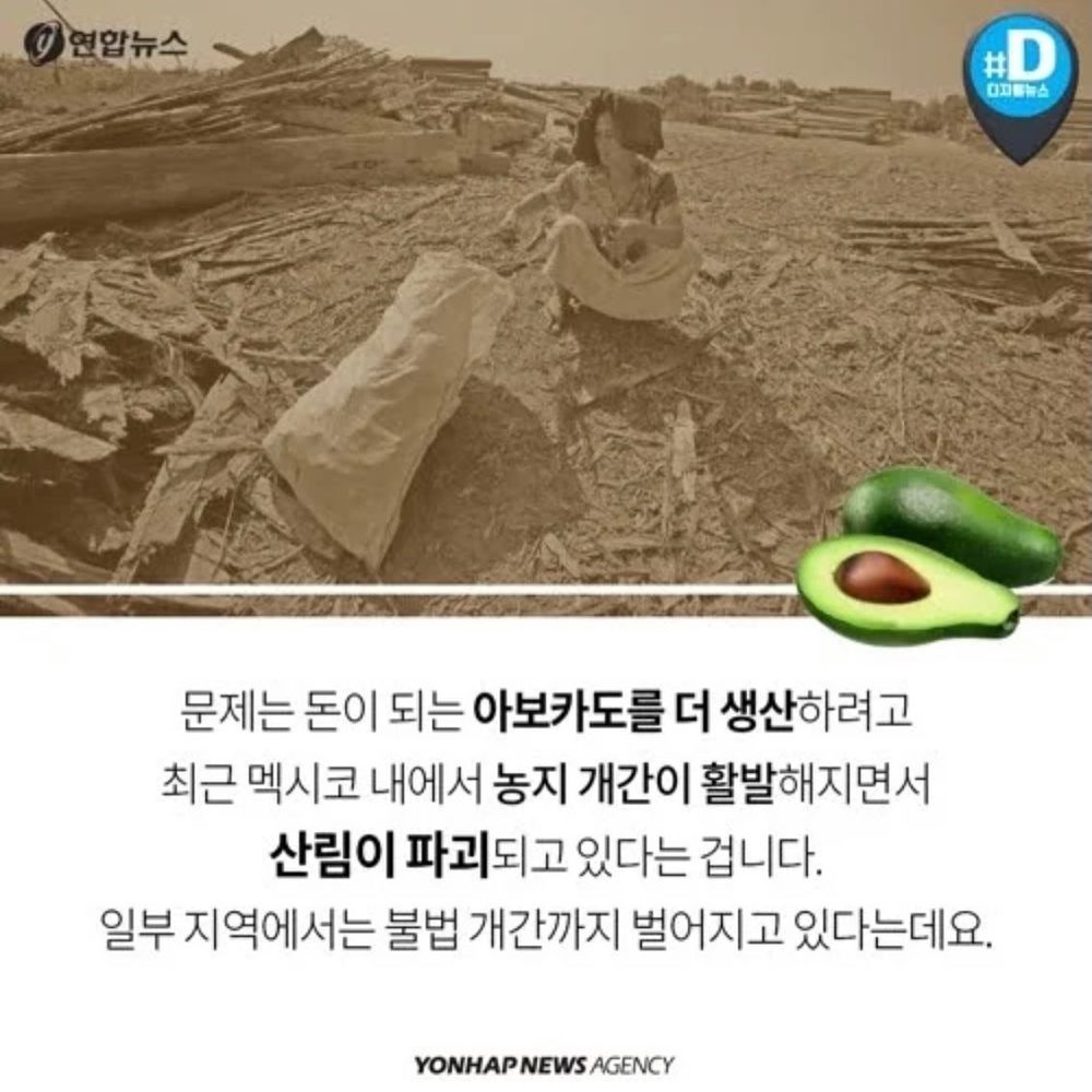 오늘의조식 아보카도 2