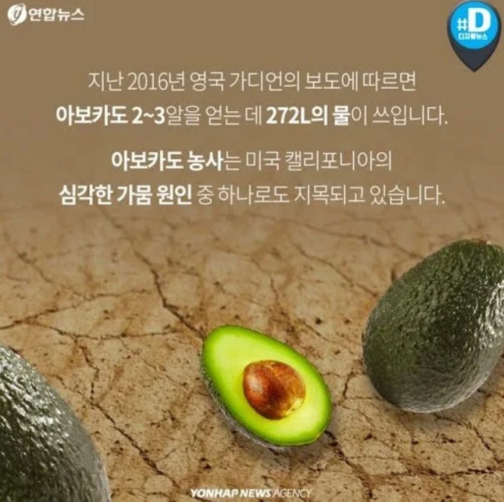 오늘의조식 아보카도 4